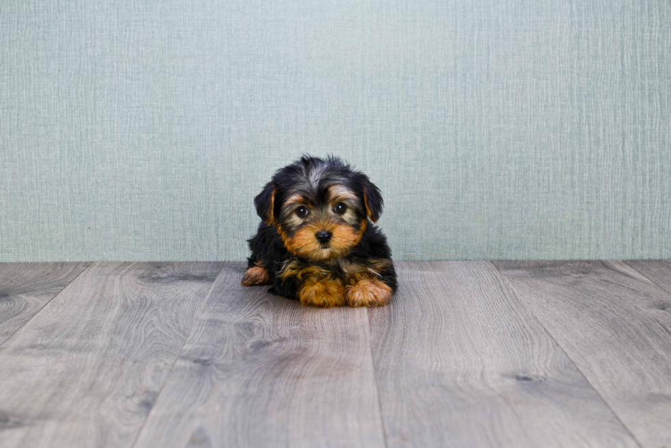 Meet Timmy - our Yorkshire Terrier Puppy Photo 