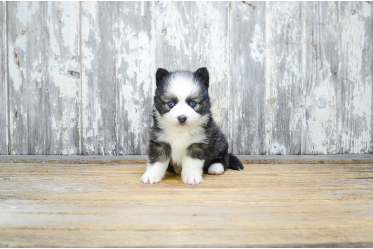 Funny Pomsky Designer Pup