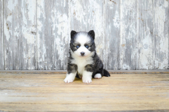 Funny Pomsky Designer Pup