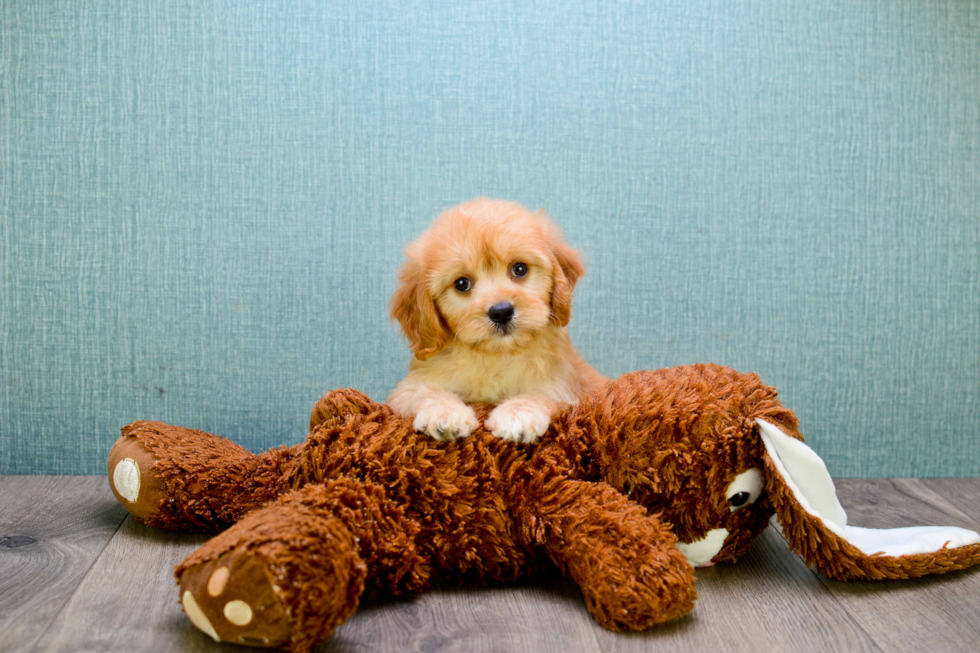 Cavapoo Puppy for Adoption