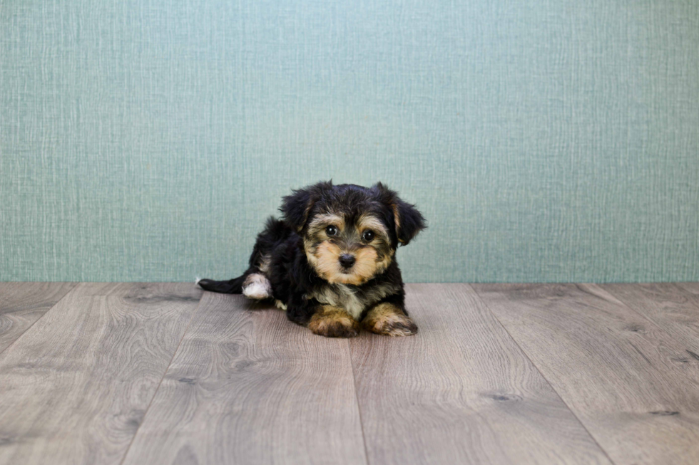 Best Morkie Baby