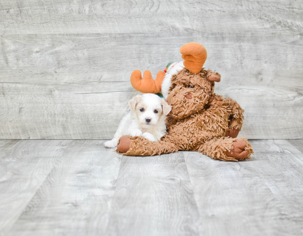 Maltipoo Puppy for Adoption