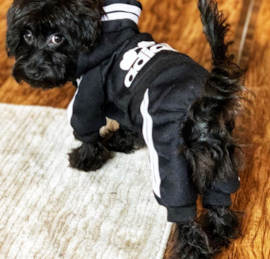 Yorkie Doodle Puppies For Sale - Premier Pups