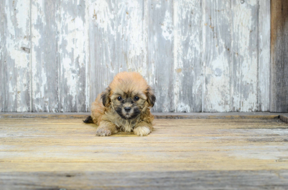 Teddy Bear Pup Being Cute