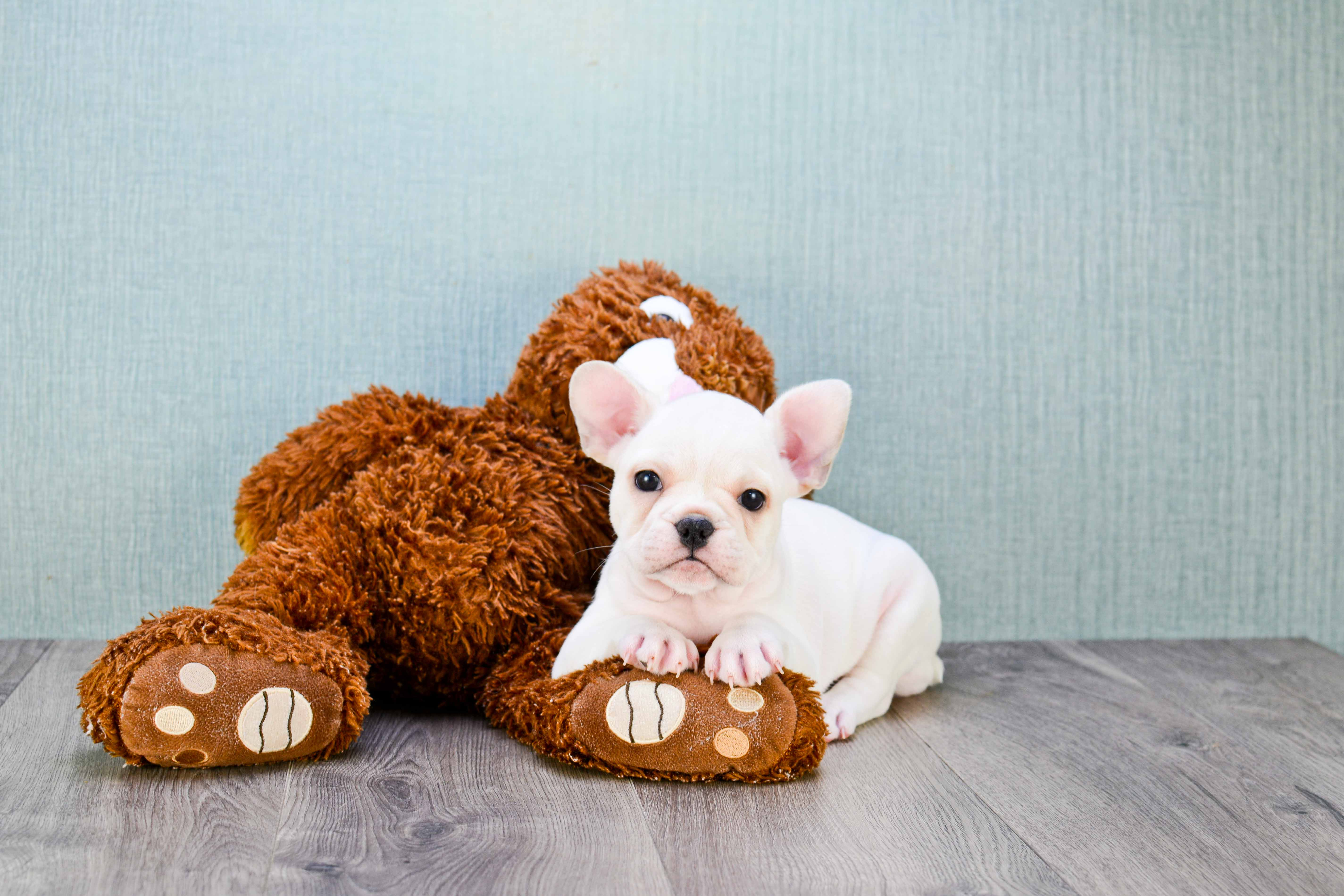 Petite Frenchie Purebred Puppy