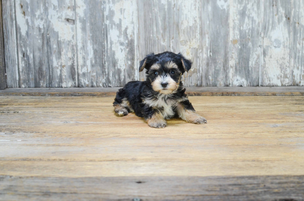 Adorable Yorkie Designer Puppy