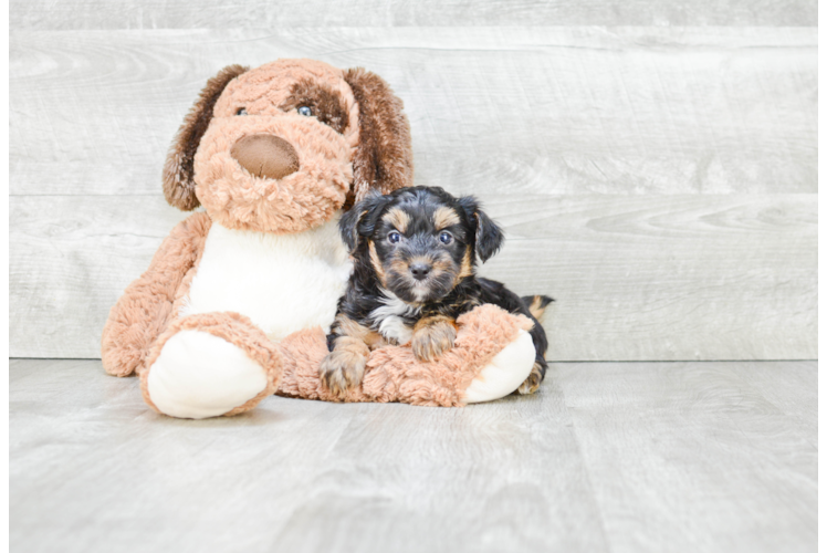 Best Yorkie Poo Baby