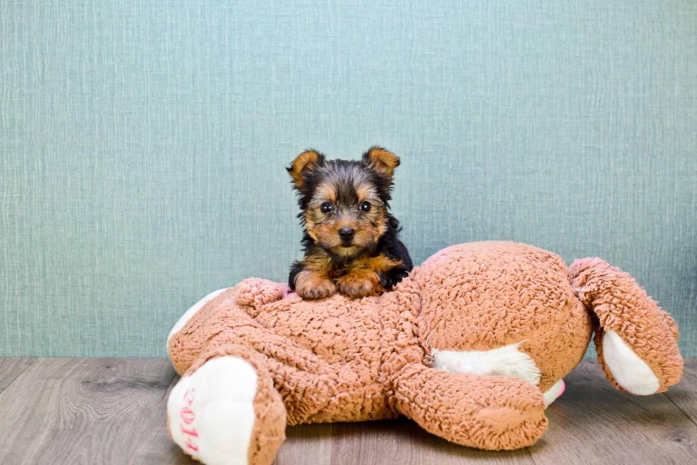 Meet Goldie - our Yorkshire Terrier Puppy Photo 