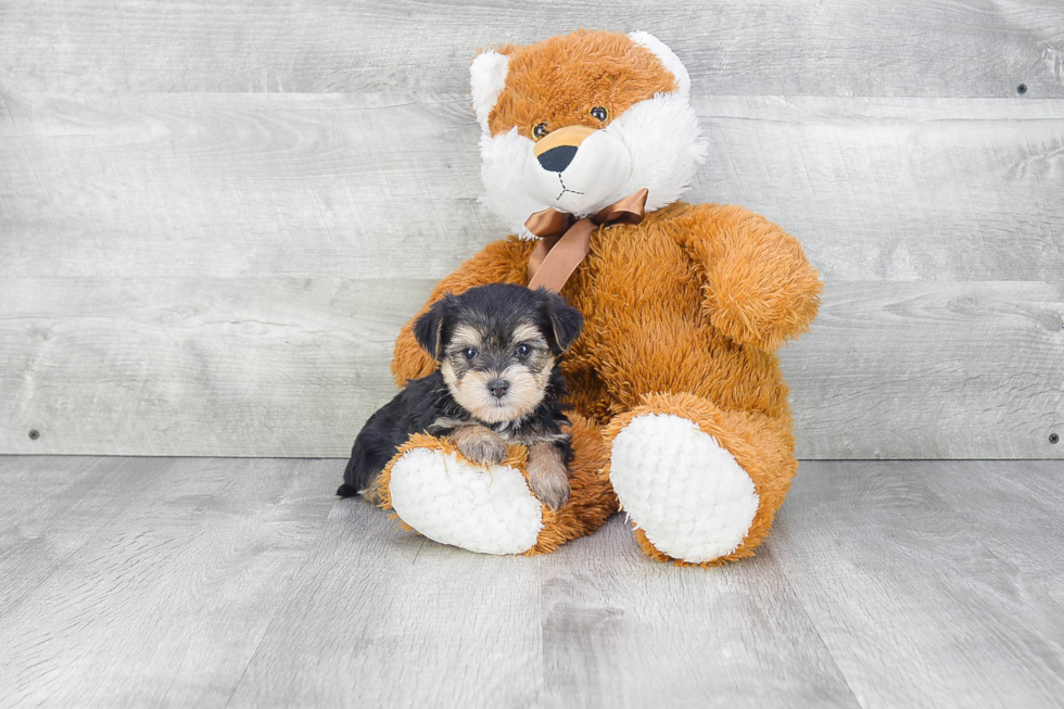 Morkie Puppy for Adoption