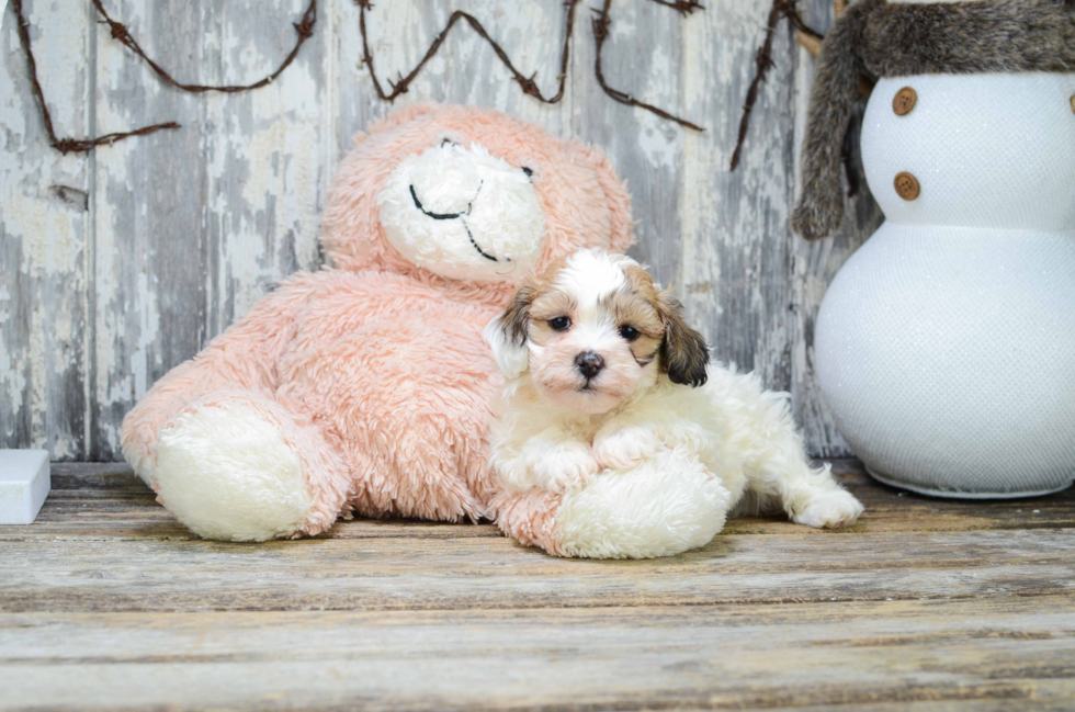 Teddy Bear Puppy for Adoption