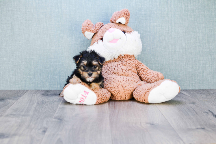 Funny Morkie Designer Pup