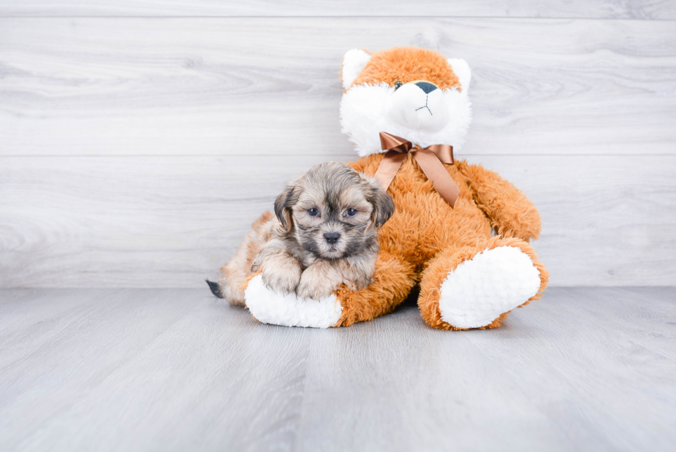 Teddy Bear Puppy for Adoption