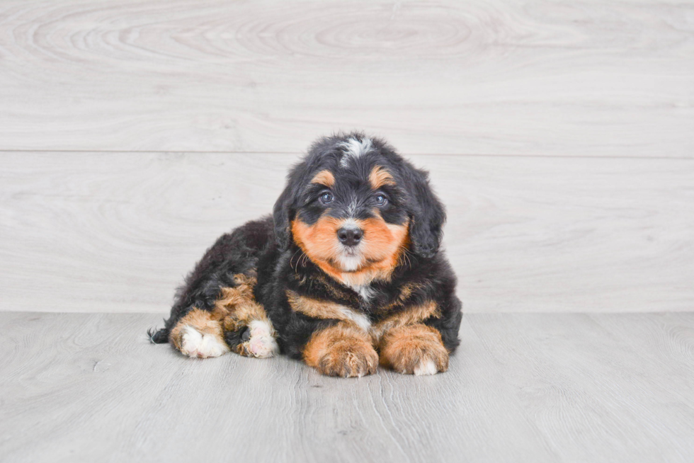 Mini Bernedoodle Puppy for Adoption