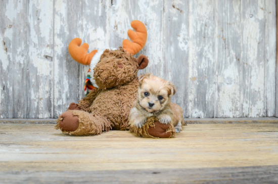 Small Morkie Baby