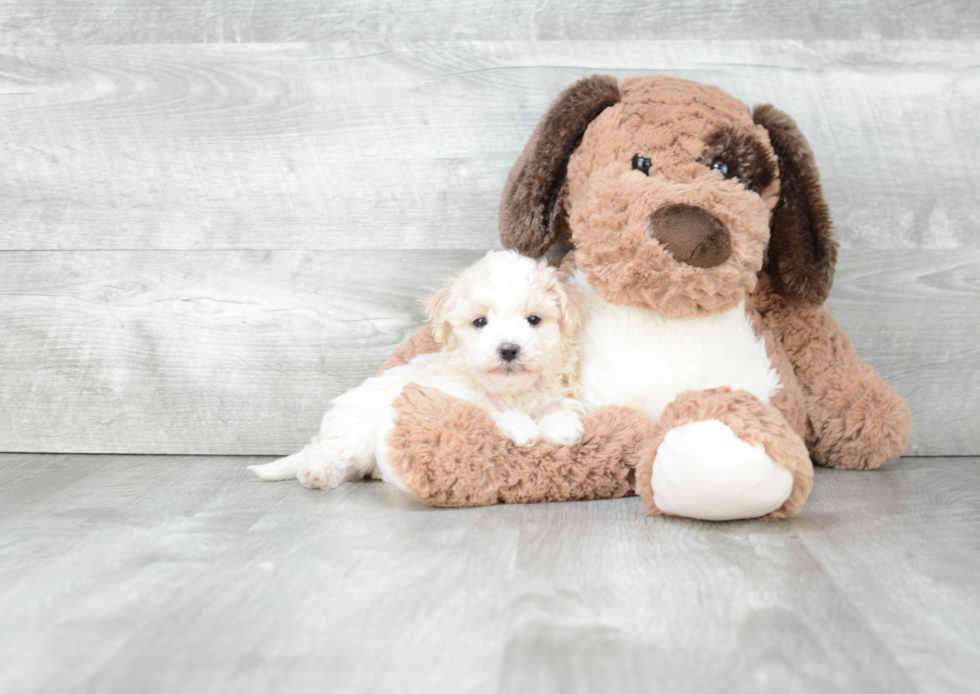 Friendly Havanese Purebred Pup