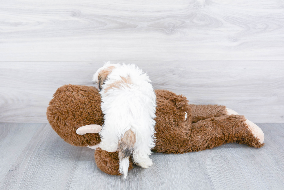 Hypoallergenic Shi Chon Designer Puppy