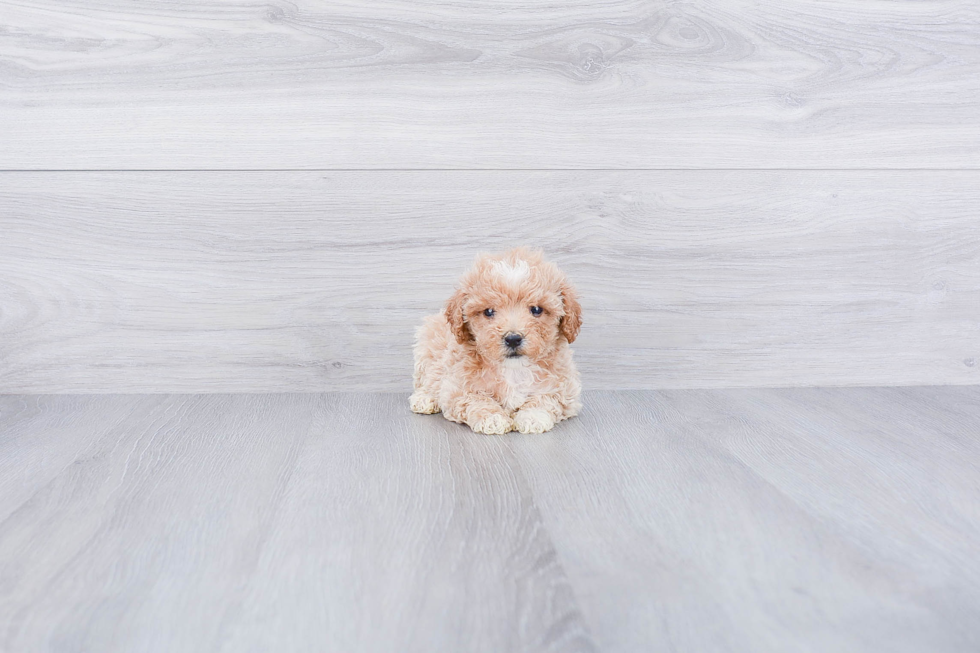 Maltipoo Puppy for Adoption