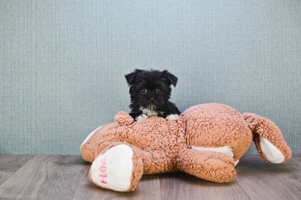 Small Morkie Baby
