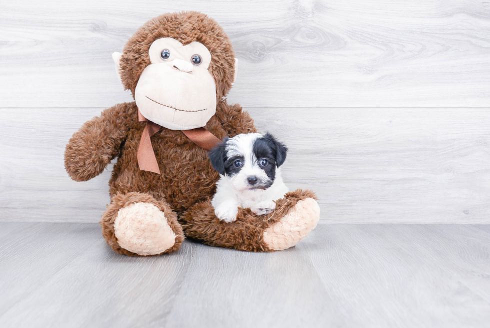 Morkie Pup Being Cute