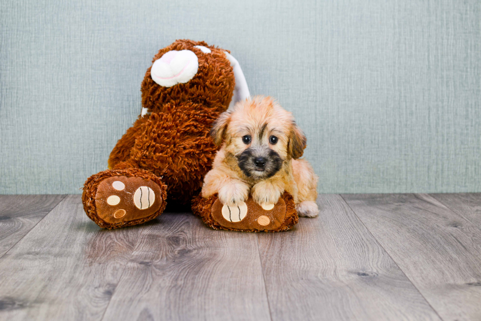 Playful Yorkie Designer Puppy