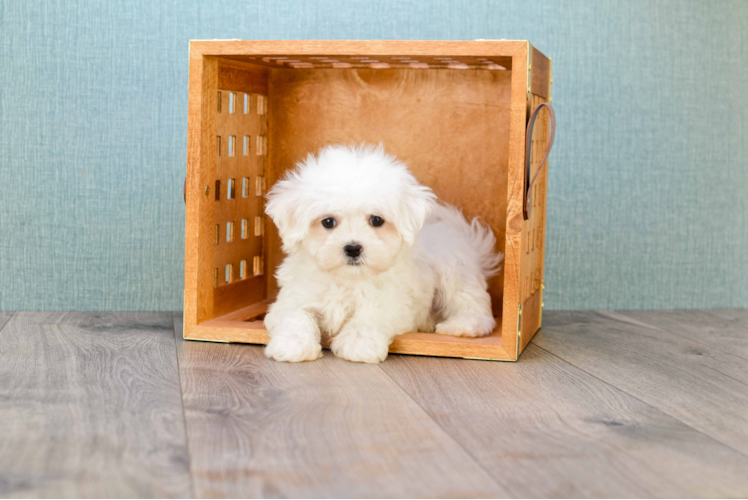 Sweet Maltese Purebred Puppy