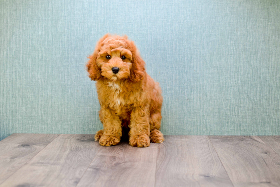 Mini Goldendoodle Puppy for Adoption