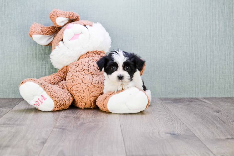 Funny Morkie Designer Pup