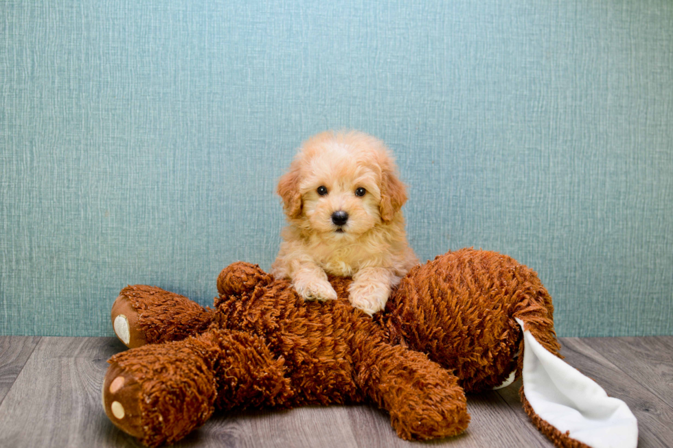 Maltipoo Puppy for Adoption