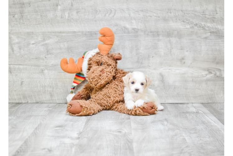 Maltipoo Pup Being Cute
