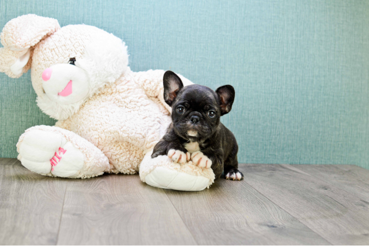 Friendly French Bulldog Baby