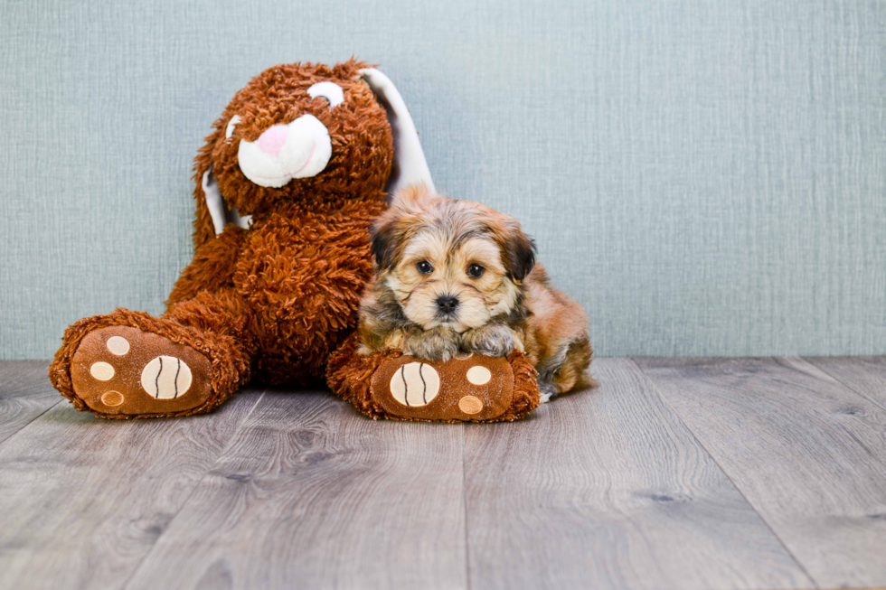 Cute Morkie Baby