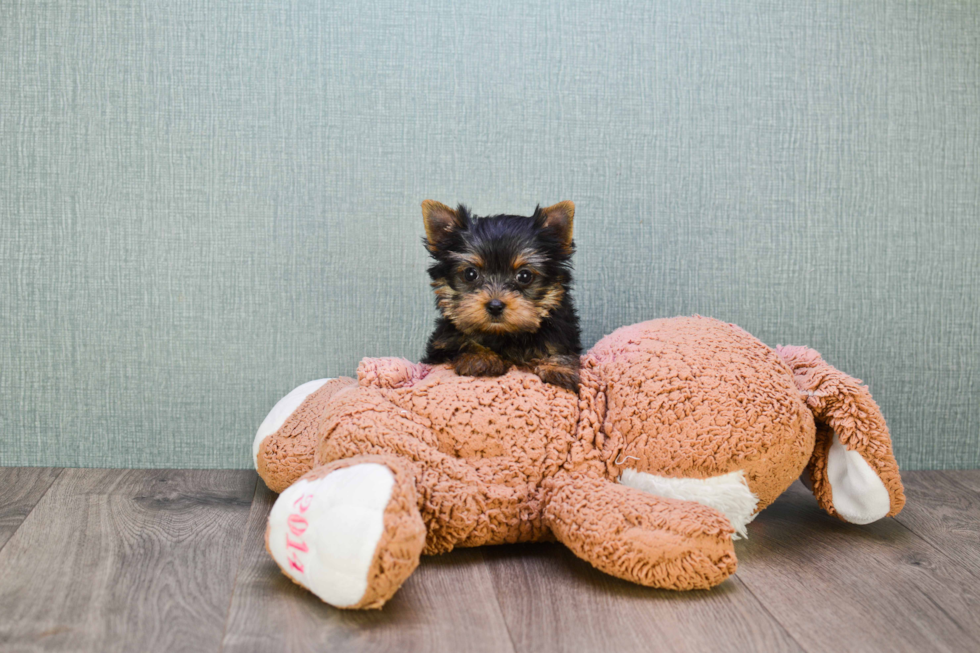 Meet Twinkle - our Yorkshire Terrier Puppy Photo 