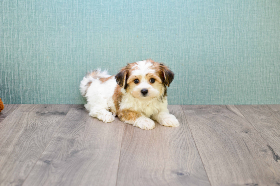 Adorable Yorkie Designer Puppy