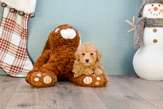 Cavapoo Puppy for Adoption