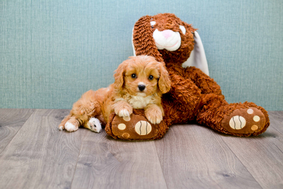 Best Cavapoo Baby
