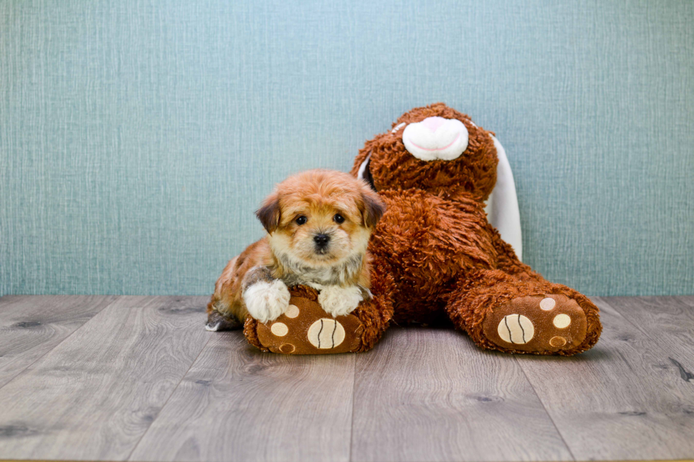 Little Yorkie Designer Puppy