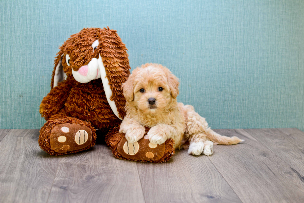 Cavapoo Pup Being Cute