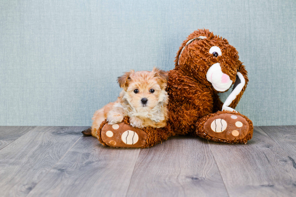 Morkie Pup Being Cute