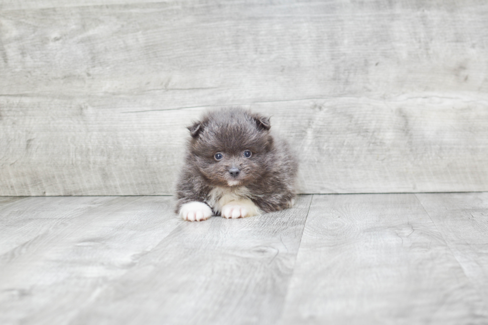 Best Pomeranian Baby