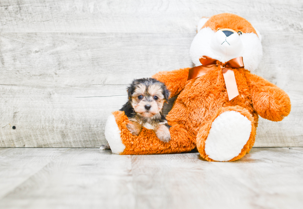 Morkie Pup Being Cute