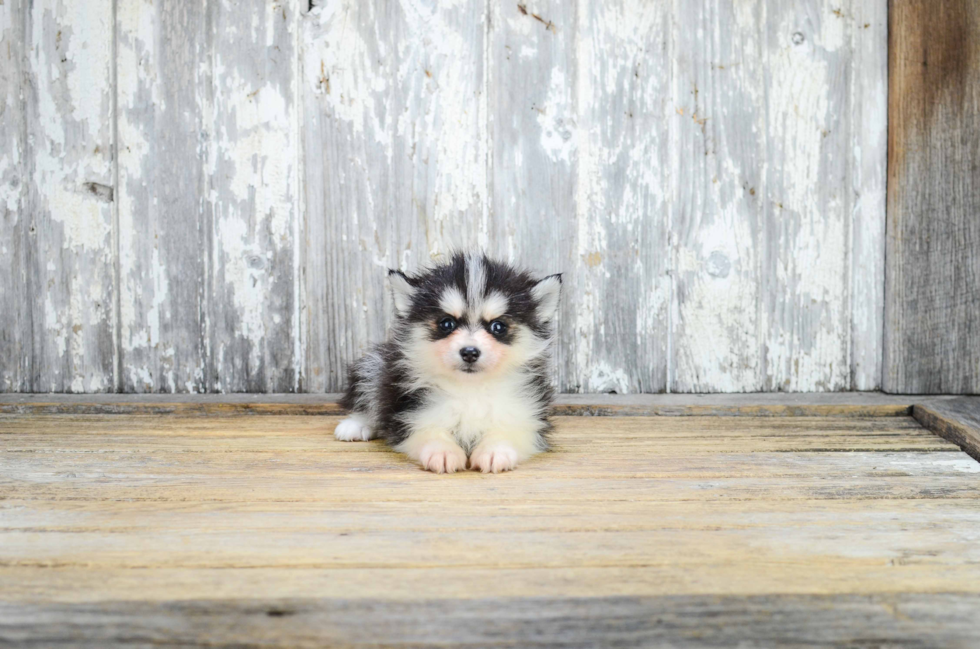 Pomsky Pup Being Cute