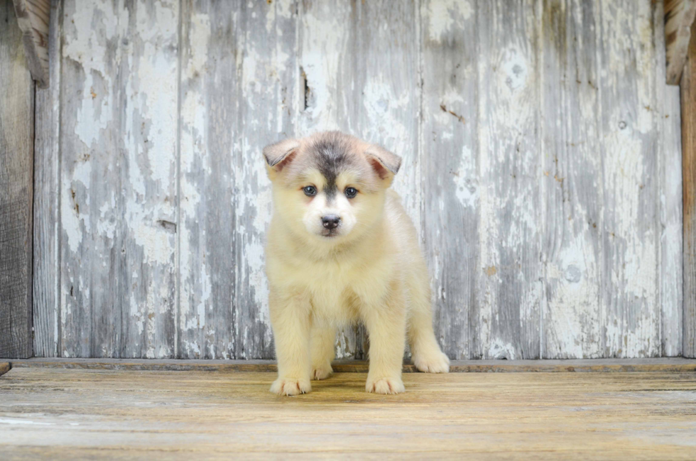 Happy Pomsky Baby