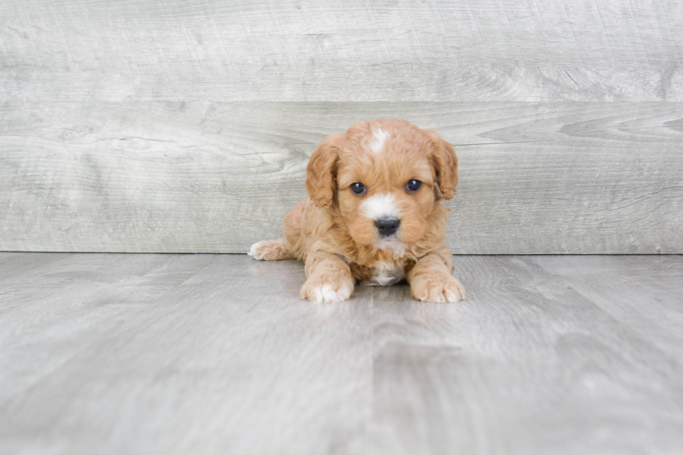 Little Cavoodle Poodle Mix Puppy