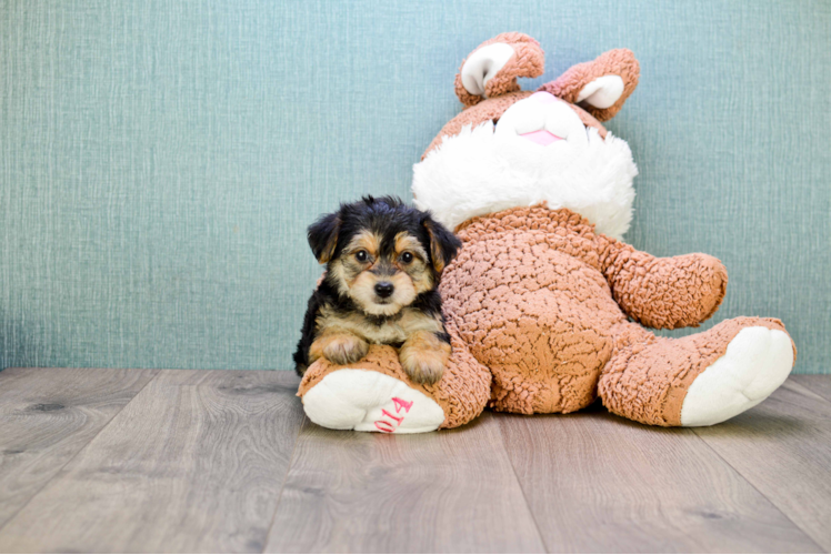 Small Morkie Baby