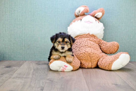 Small Morkie Baby
