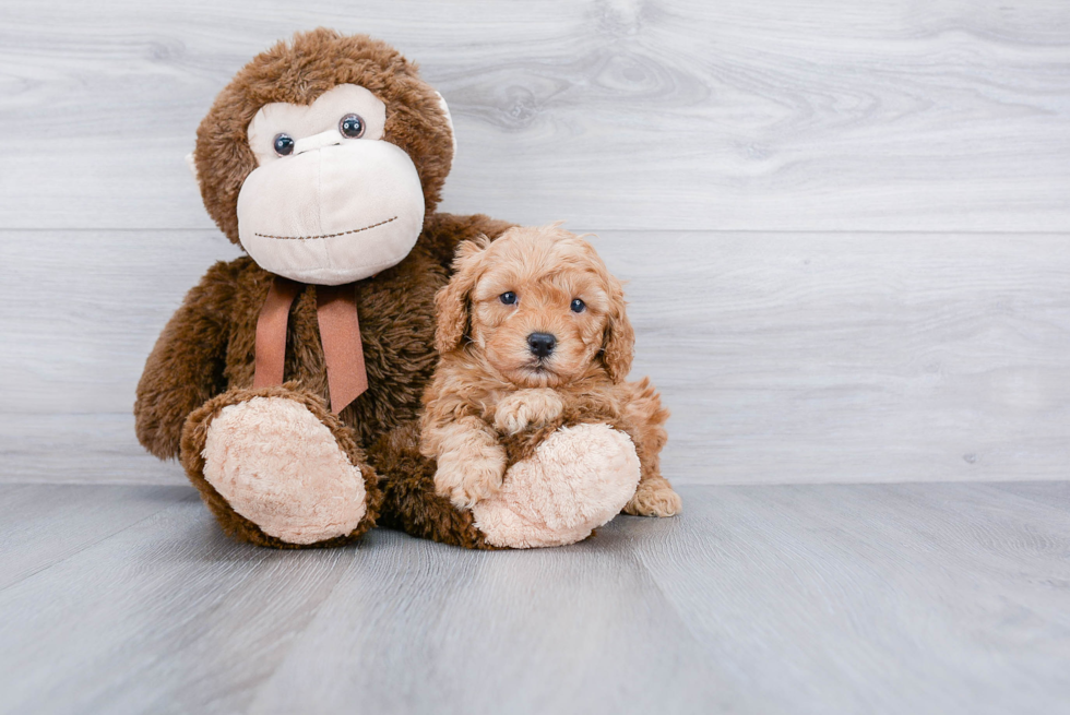 Cavapoo Puppy for Adoption