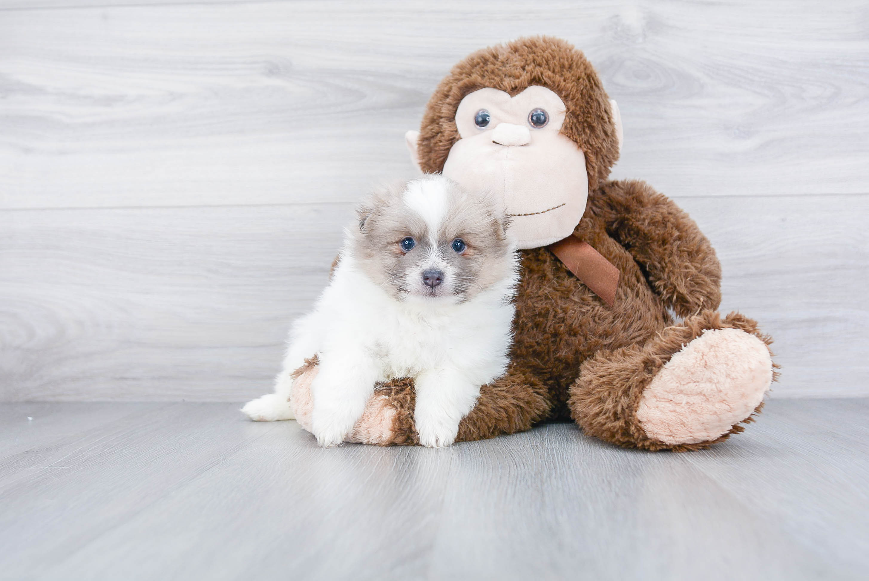 Funny Pomeranian Baby