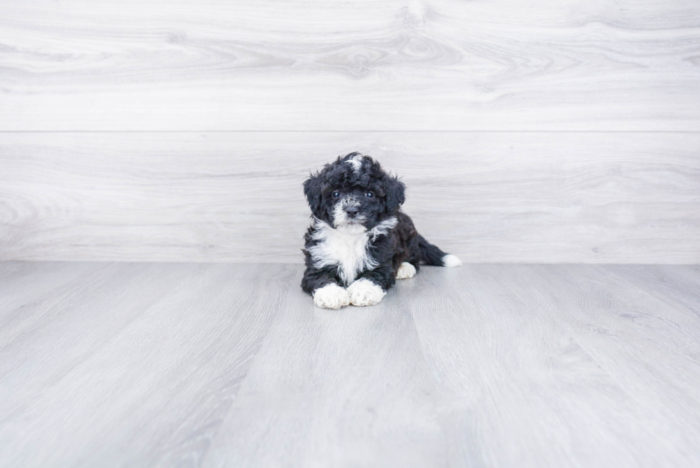 Happy Mini Bernedoodle Baby