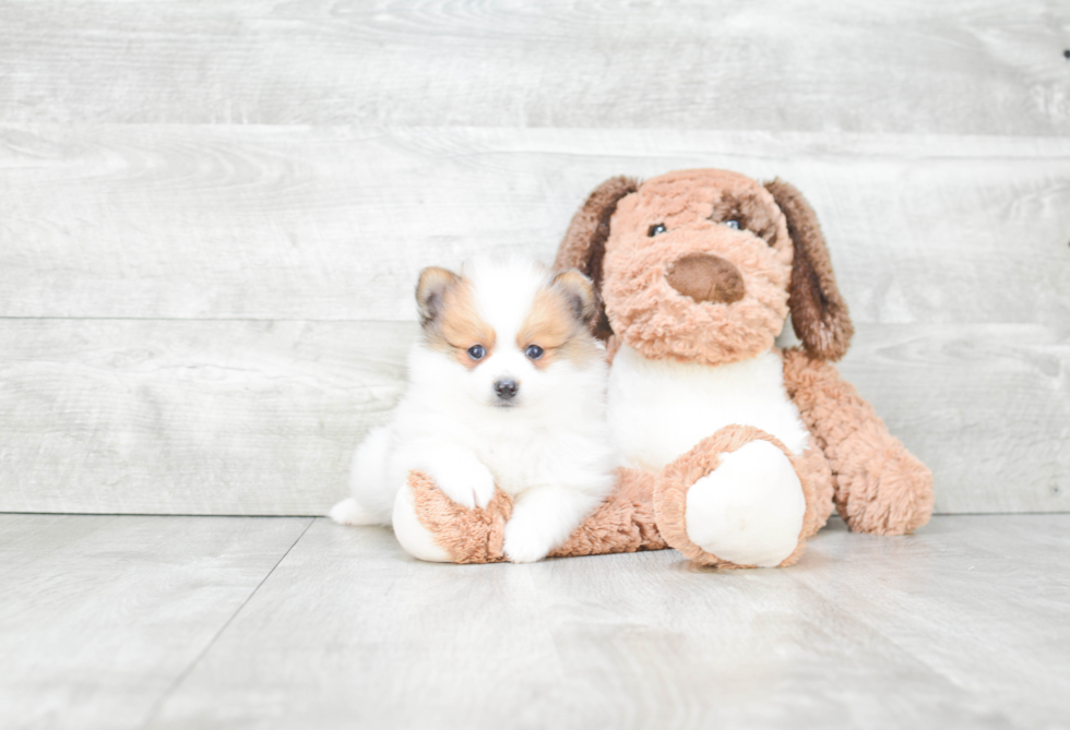 Pomeranian Pup Being Cute