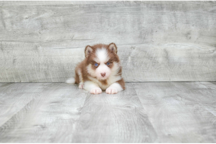 Happy Pomsky Baby